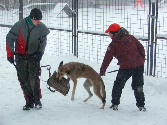 2010_0130Kutyasuli0141j.jpg