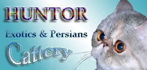 Питомник Персидских и Экзотических кошек Huntor