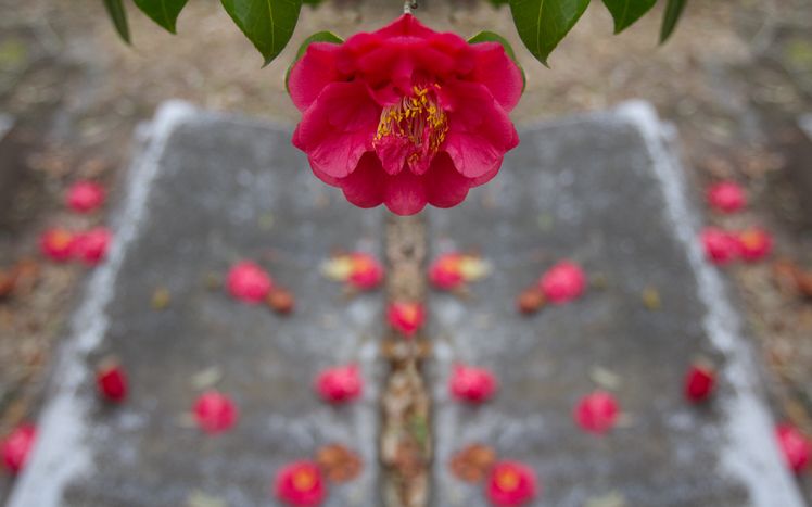 camellia