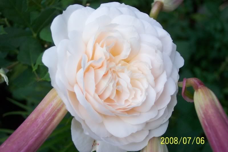 Crocus Rose & Lilies