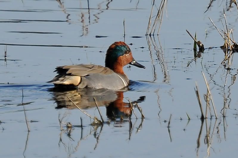 DSC_0050a.jpg