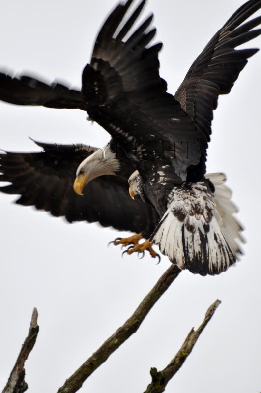 DSC_1801c.jpg