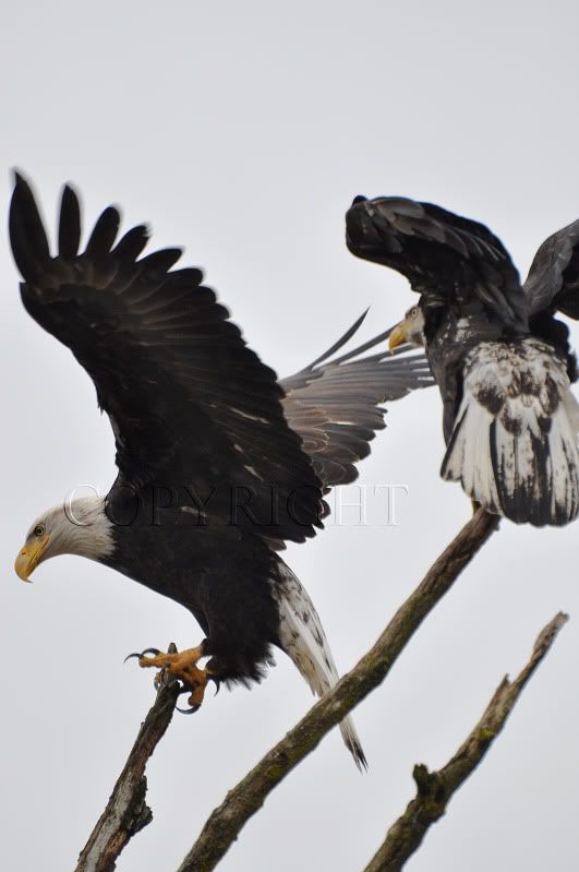 DSC_1803ccopy.jpg