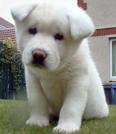 akita Pictures, Images and Photos