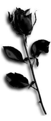 bcad8024.jpg black rose image by _cobwebs_