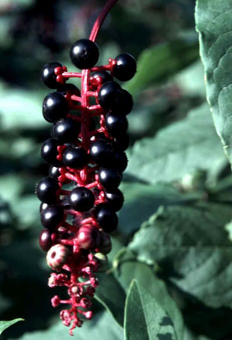 Poke berries