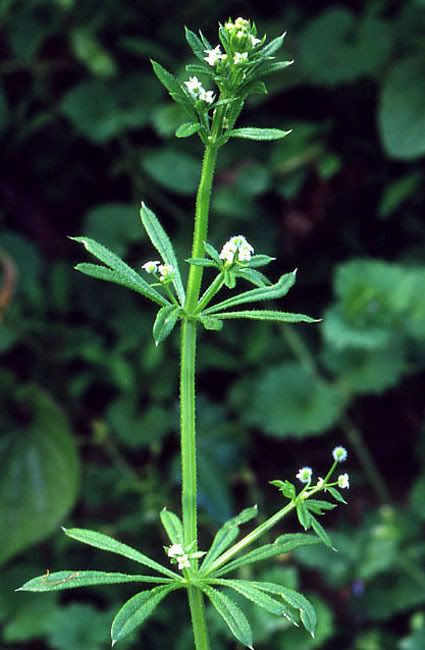 Galium aparine Pictures, Images and Photos