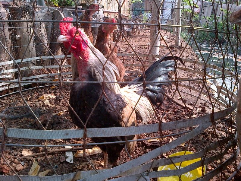 Gà nòi giống Cao lãnh Đồng Tháp bán rẻ - 5