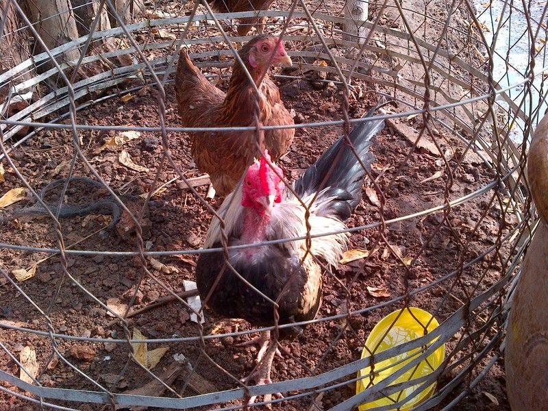 Gà nòi giống Cao lãnh Đồng Tháp bán rẻ - 4