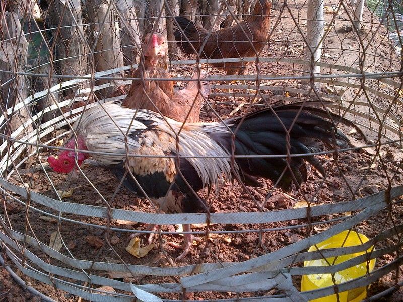 Gà nòi giống Cao lãnh Đồng Tháp bán rẻ - 3