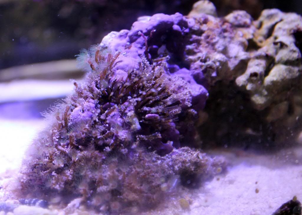 ID Hydroids or Aiptasia? Disease & Pest Treatment