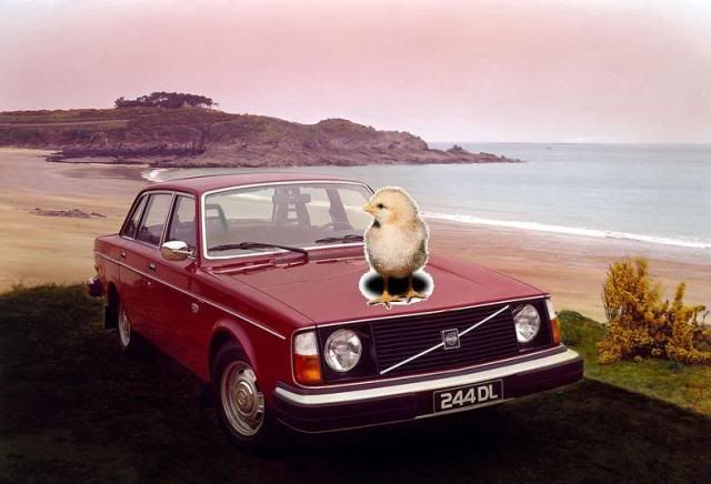[Afbeelding: chickonvolvo.jpg]