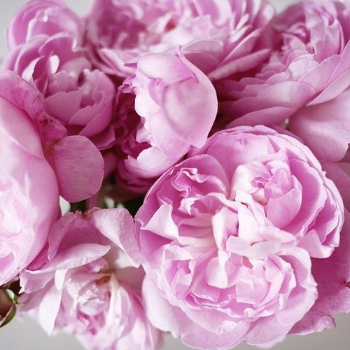  photo large_zpshy66wp7n.jpg