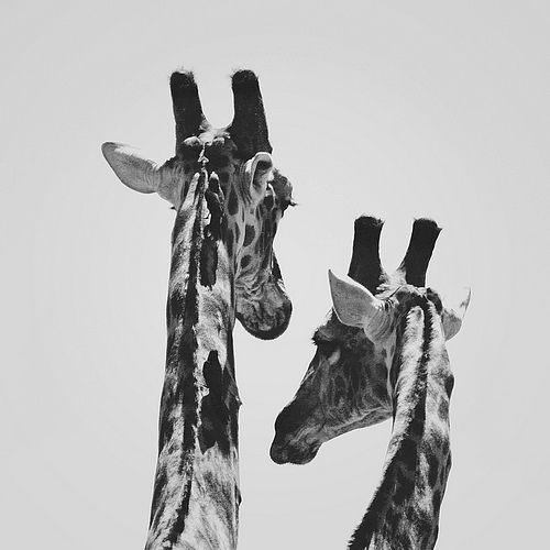  photo tumblr_lscmx7h6eI1r0r6kvo1_500_large_zpsd5a57595.jpg