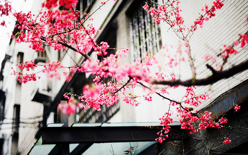  photo tumblr_mdcdex5zrl1rczr84o1_500_large_zps685594c8.png