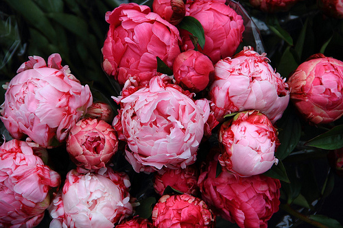  photo popolarge_zpsf5ca6cae.png