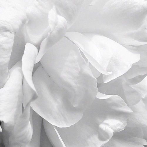  photo tumblr_mx9bmcNgQw1rq3wp8o1_500_zpse33b8e7e.jpg