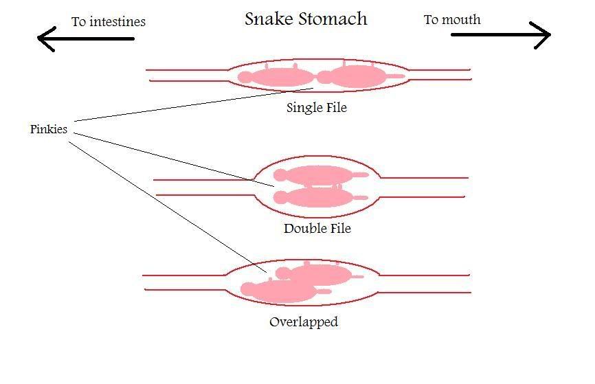 DoublePinkyDiagram.jpg