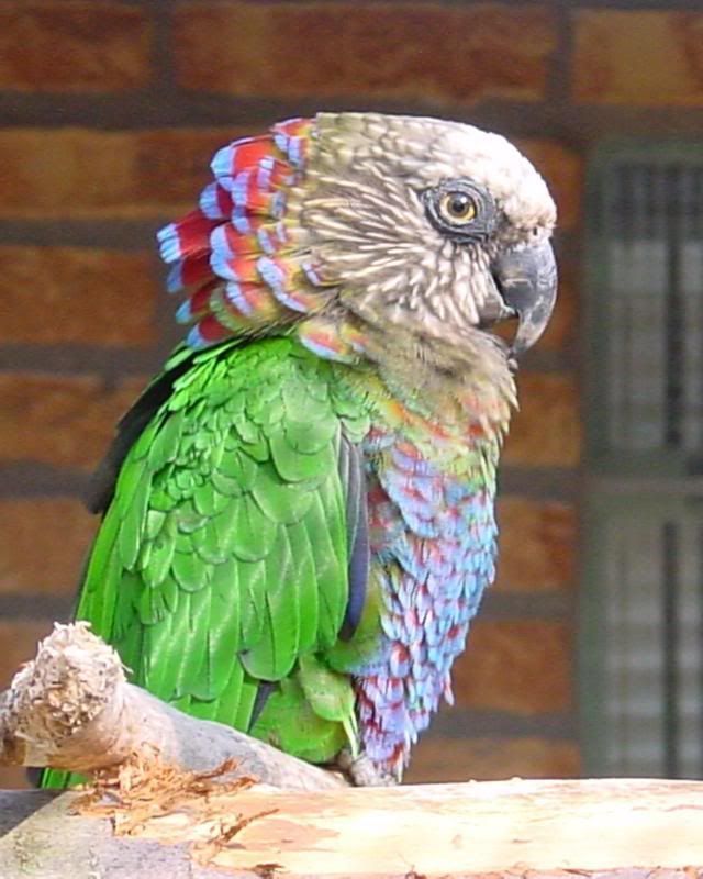 Все знают, что попугаи обитают в тропиках, но немногим известно, что