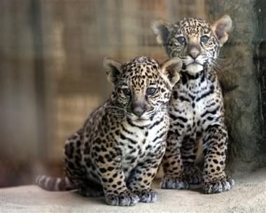 Jaguar on Jaguar Cubs   Pictures Of Cats