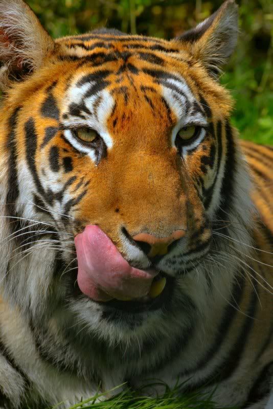 tiger face profile. Tiger Licking Face