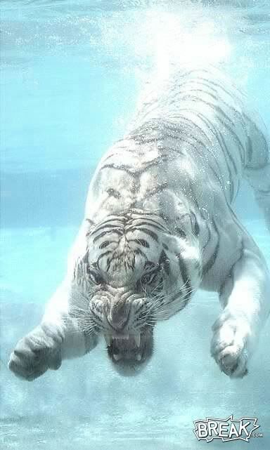 Baby+white+tiger+in+water