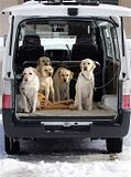 33GuideDogs8.jpg Guide Dogs image by duffjoshua