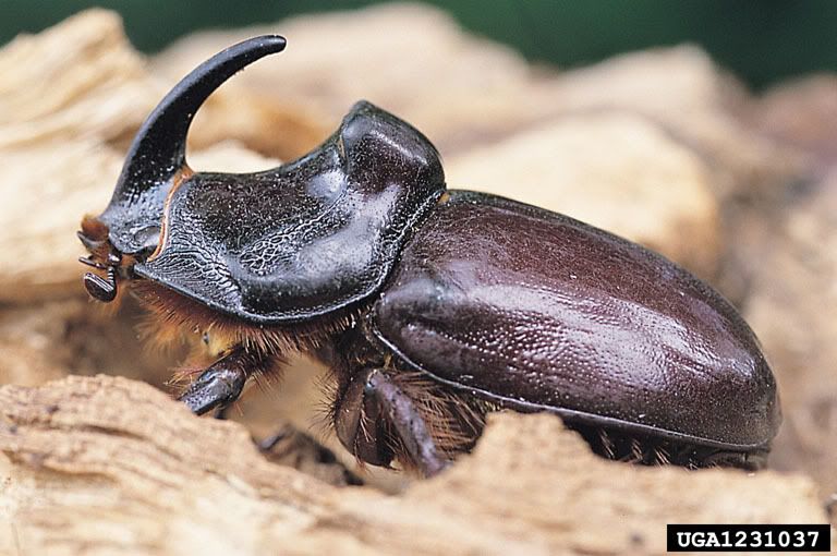 European Rhinoceros Beetle Pictures,  Images and Photos