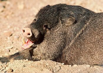 Collared Peccary photo 43CollaredPeccary.jpg