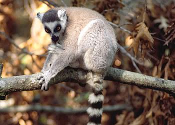 Lemur Pictures, Images and Photos