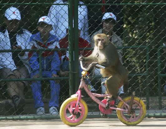 57MonkeyRidingBike.jpg