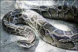 11BurmesePython.jpg Burmese Python image by duffjoshua