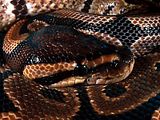13BallPython.jpg Ball Python image by duffjoshua