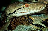 58ReticulatedPython.jpg Reticulated Python image by duffjoshua