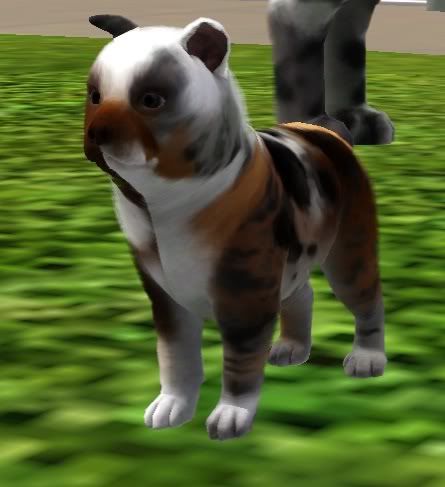 Screenshot-113.jpg