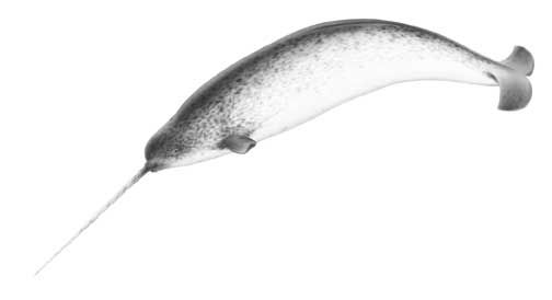 narwhal-1-copy.jpg