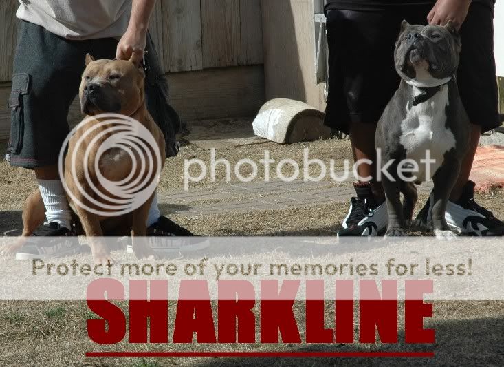 Copy2ofrolexmeetssantana002.jpg picture by sharkcitypitbulls