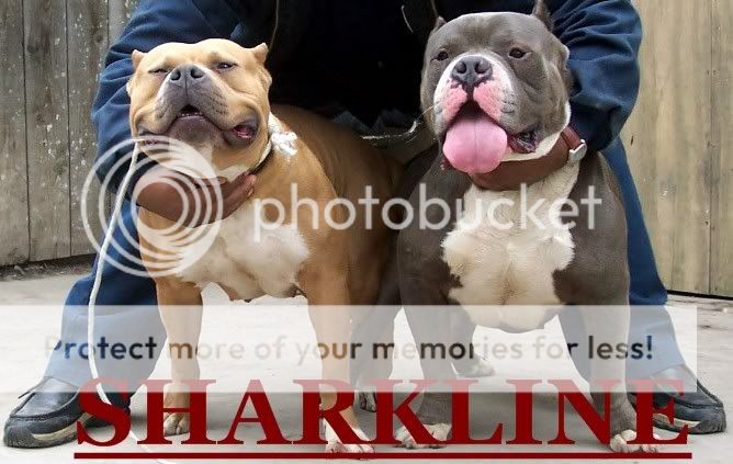 rolly20and20silk_edited.jpg picture by sharkcitypitbulls