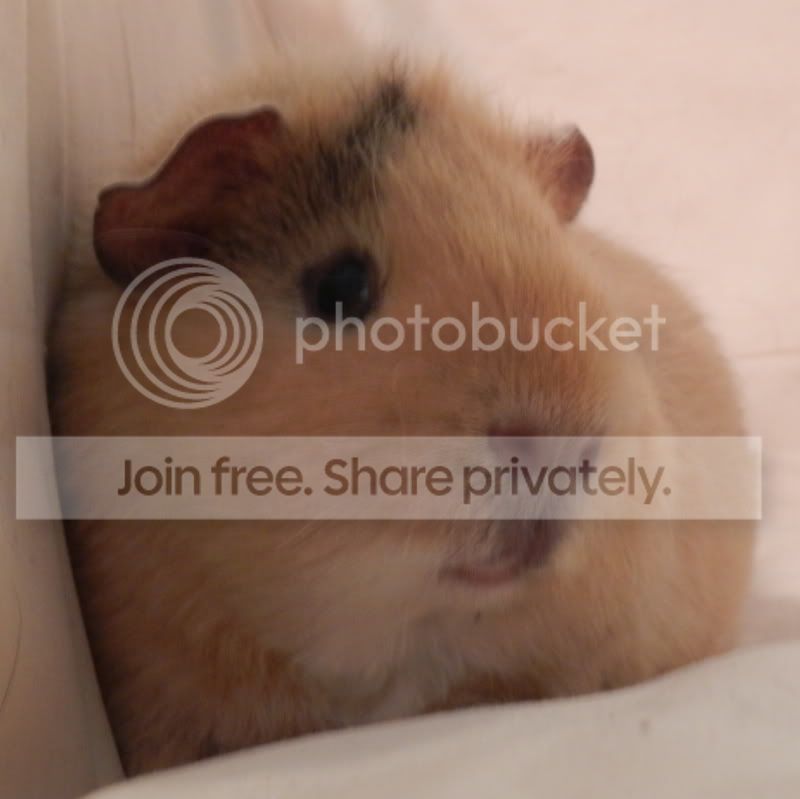 Fizgig2.jpg