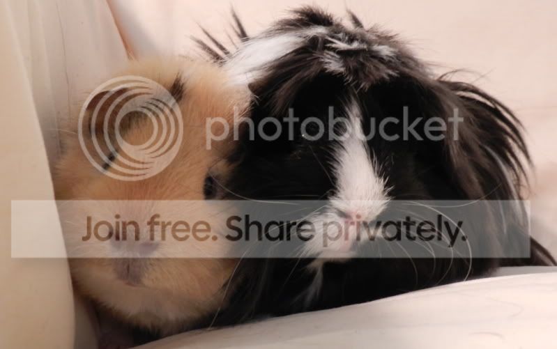 JinxFizgig2.jpg