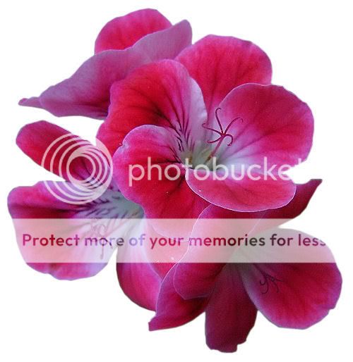 background-flower.jpg