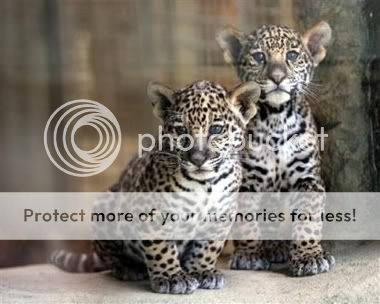 jaguar cubs